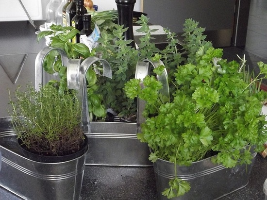 grow your own herbs